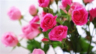 لمحبي الزهور.. تعرف على أسعار الورد في المحلات اليوم