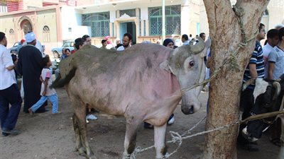 توقيع الكشف الطبي على 644 حيواناً في قافلة بيطرية بـ سوهاج