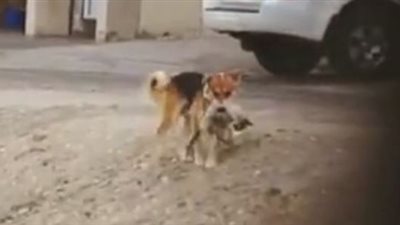 فيديو.. جرو يحمل قطة صغيرة نافقة ويدفنها 