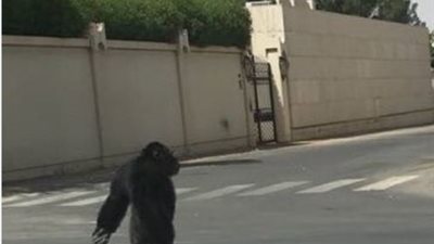 صورة.. غوريلا تثير الذعر في شوارع المملكة بعد هروبها 