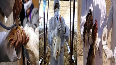 فحص 41 مزرعة في الوادي الجديد للتأكد على خلوها من إصابات بـ