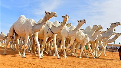 الحجر البيطري بـ أبو سمبل: الإفراج عن 3474 رأس إبل قادمة من السودان