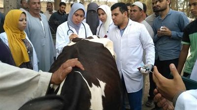 بيطري البحيرة: تحصين 117 ألف رأس ماشية ضد مرض الجلد العقدي حتى الآن