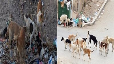 إعدام 534 كلب وذئب وثعلب ضال في حملة لبيطري الوادي الجديد 