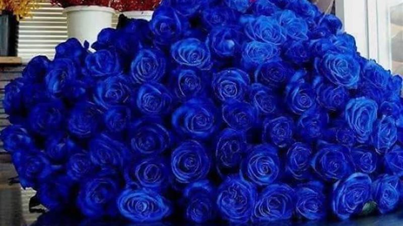 أسعار الورد