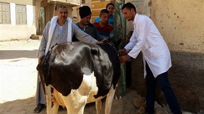 انطلاق الحملة القومية لتحصين الماشية ضد الجلد العقدي في الوادي الجديد