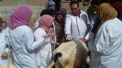 ترقيم 838 وتحصين 1000 رأس ماشية ضد البروسيلا في الوادي الجديد