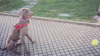 شاهد كيف التقط هذا الكلب كرة التنس 