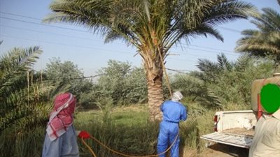 رش 7400 نخلة ضد مرض الايدز والآفات في حملة زراعة بـ الوادي الجديد