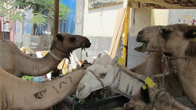 صور.. الجمال تزين شوراع القاهرة والجيزة.. وجزار: الأسعار فى المعقول