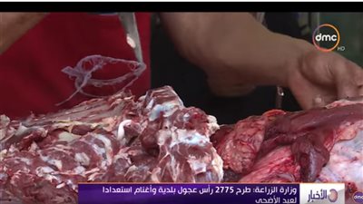 استعدادات عيد الأضحى .. فيديو | الزراعة : طرح 2775 رأس عجول بلدية  بسعر 57 جنيه للكيلو