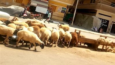 فيديو.. أسعار أضاحي العيد في البحيرة للقادرين فقط .. والتجار: لا نبيع بخسارة
