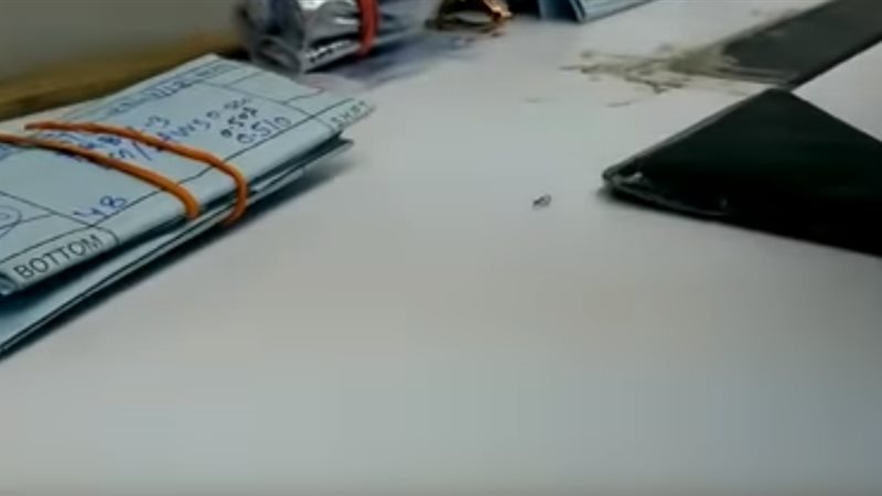 نملة تسرق ماسة وتحاول