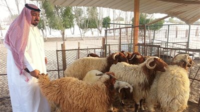 الأضاحي في البلد الحرام .. هل تتم سرقة اللحوم داخل السعودية ؟