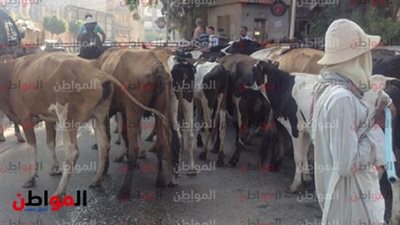 خبر فى صورة.. قطيع أبقار يهاجم مزلقان المرور فى شبين الكوم