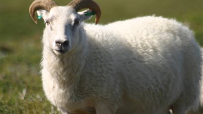 انفوجراف.. 7 شروط للأضحية الصحيحة