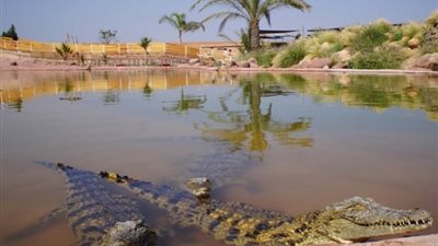 حديقة التماسيح في أكادير .. الأولى من نوعها داخل مملكة المغرب