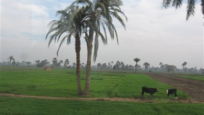انخفاض في درجات الحرارة بالفيوم اليوم