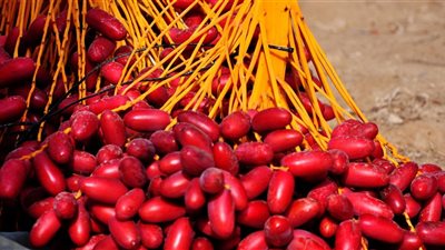 تعرف على سعر البلح في الأسواق اليوم  17-8-2018