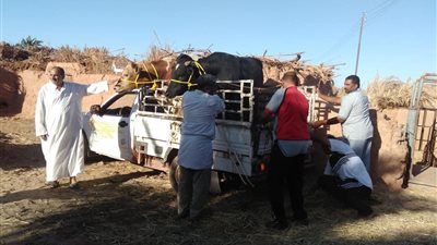 صور.. 67 عجلا لتوزيعها على الحالات الأولى بالرعاية في الوادي الجديد في عيد الأضحى