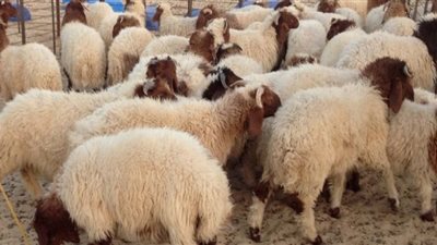 قبل عيد الأضحى 2018.. نصائح لـ الأطفال عن لمس فروة الأضحية