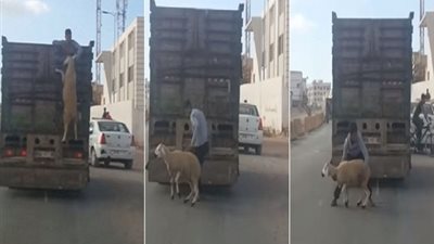 فيديو.. سرقة خروف بـ طريقة ذكية من داخل شاحنة