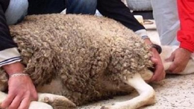 يجوز الاشتراك في الأضحية والاقتراض في حالة النية والمقدرة على السداد