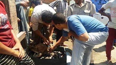 تحرير 14 محضر لمخالفات تموينية وصحية متنوعة بمركز ومدينة طما