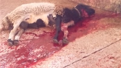 فيديو.. طريقة جديدة يستخدمها جزار سوهاج لـ نحر الأضاحي.. تعرف عليها 