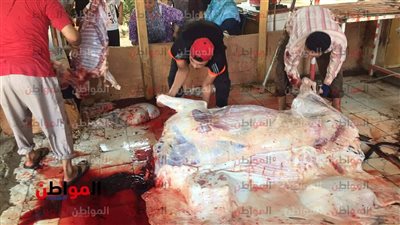 استعراض قوة أم تفريغ للكبت .. لماذا يصور المصريون مشاهد ذبح الأضاحي ؟