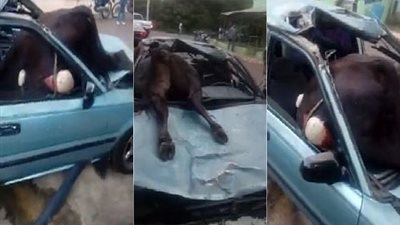 فيديو..  العيد فرحة.. عجل يقتحم سيارة على الطريق