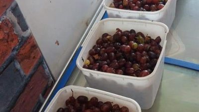 في ثالث أيام عيد الأضحى 2018.. إعدام 162 كيلو أغذية فاسدة ببني سويف