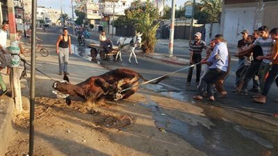 دار الإفتاء تجيز صعق الأضاحي قبل الذبح .. فتوى تسببت في جدل 