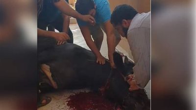 فيديو..  مصطفى خاطر يذبح الأضحية بنفسه ويرد على مُهاجميه: 