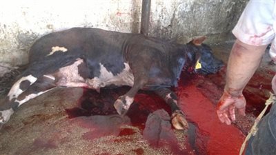 فيديو.. ذبح الأضاحي بطريقة وحشية في أحد المجازر.. ومعلقون: نُزعت الرحمة من قلوبكم