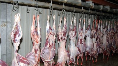 توزيع لحوم 5 عجول على الفقراء والمحتاجين في واحة باريس