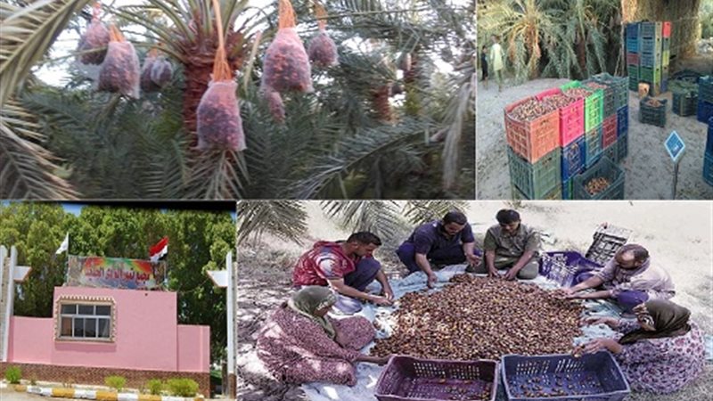 مجمعات البلح
