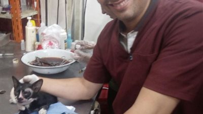 يحدث في كفرالشيخ.. شاهد إزالة عين قط بلدى في المستشفى البيطري ! 