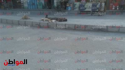 شاهد| كلاب الشارع أكثر رحمة من الإنسان على متسول 
