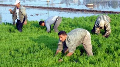غرفة صناعة الحبوب باتحاد الصناعات لـ