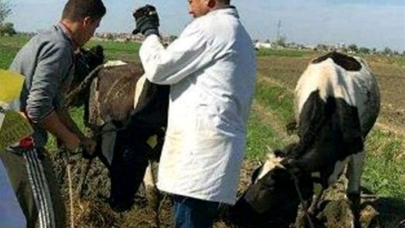 قوافل بيطرية-البحيرة
