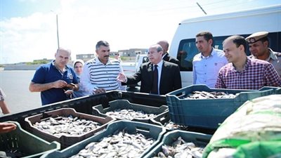 صور.. ضبط سيارة محملة بأسماك صغيرة محظور صيدها بـ  كفرالشيخ