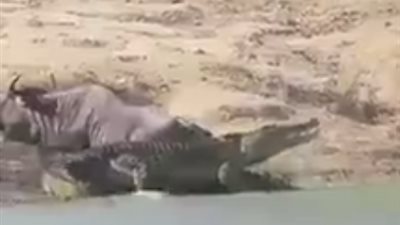 شهامة حيوان.. شاهد كيف أنقذ هذا الحيوان صديقه من فم التمساح!