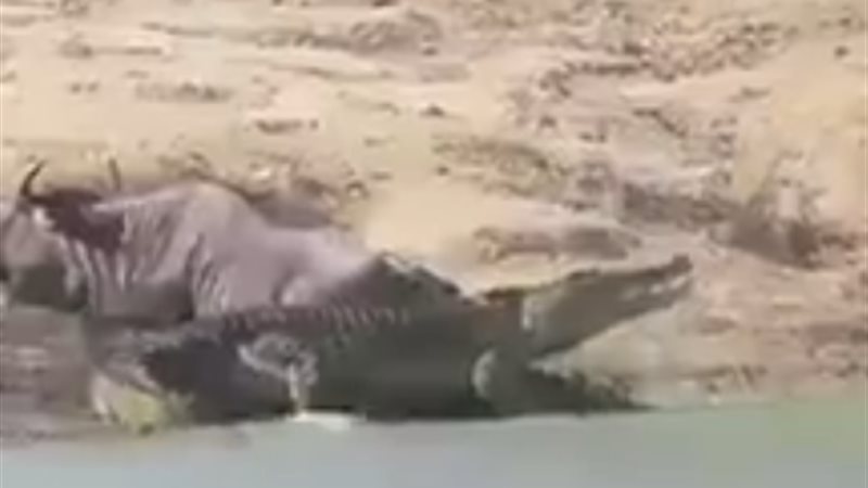 تمساح يحاول افتراس