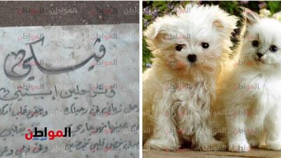 صور .. بـ 10.000 جنية مقبرة الحيوانات الأليفة في مصر .. ونشطاء السوشيال ميديا: يارتنا كنا كلاب وقطط