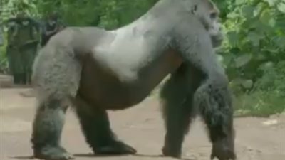 شاهد.. لماذا تقف هذه الغوريلا في منتصف الطريق!