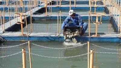 الأحد.. محافظة الوادي الجديد تستقبل وفد الثروة السمكية لتشغيل مزرعة الاستزراع السمكي