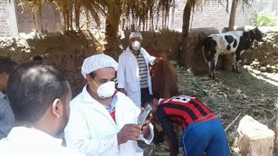 انطلاق الحملة القومية ضد الحمى القلاعية بـ الفيوم.. غدًا
