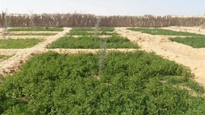 تخصيص مليون 427  ألف جنيه لتقنين وضع اليد في الفرافرة 