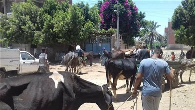بيطري بنى سويف : تقديم الرعاية الصحية لـ 3500 من المواشى بمراكز المحافظة 